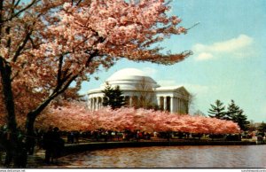 Wasgington D C Jefferson Memorial With Cherry Blossoms