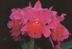 Amy Wakasugi Carnival Flower Jersey Orchid Eric Young Postcard
