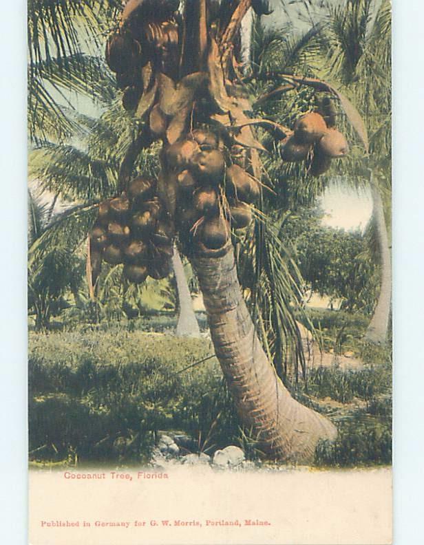 Pre-1907 COCONUT TREE State Of Florida FL hp9436-12