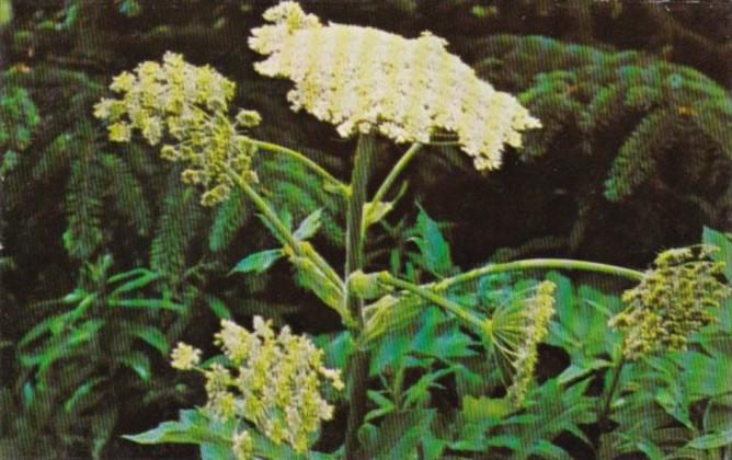 Alaska Flowers Cow Parsnip Wild Celery