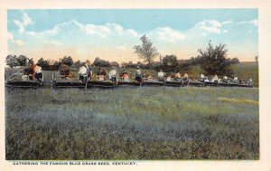J47/ Kentucky Postcard c1910 Occupational Gathering Blue Grass Seed  155