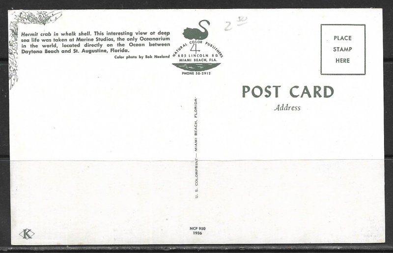 Florida - Hermit Crab In Whelk Shell - [FL-401]