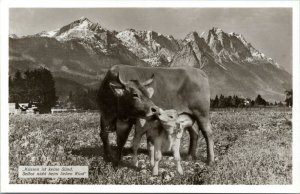 postcard Cow kissing Calf  Germany Kissing not a sin kussen ist keine sund rppc