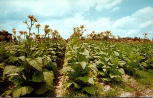 Scene In Tobacco-Land U S A