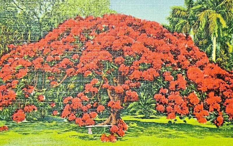 Vintage Postcard Poinciana Tree Hawaii