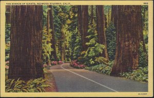 THE AVENUE OF GIANTS ON THE REDWOOD HIGHWAY CALIFORNIA