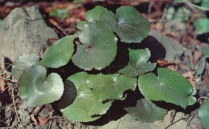 Postcard Galax Evergreen Plant Heart-Shaped Leaves Bronze Color Galax Virginia