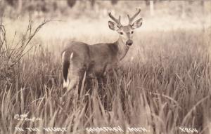 Deer In The Velvet Germfask Michigan Real Photo