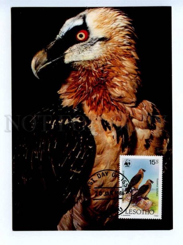 419379 LESOTHO 1986 year WWF Bird Eagle maximum card