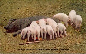 Pigs Lunch Hour In Union Stock Yards Chicago