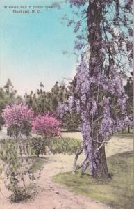 North Carolina Pinehurst Wisteria and Judas Trees Handcolored Albertype