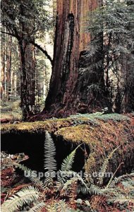 Redwood Environment - MIsc, California CA  