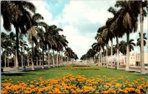 Florida Stately Royal Palms