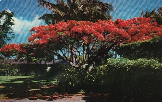 Hawaii The Flame Tree Royal Poinciana