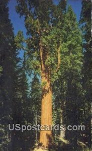 General Sherman Tree - Sequoia National Park, California CA  