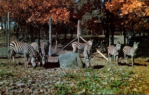 New York Catskill Group Of Grants Zebras At The Catskill Game Farm