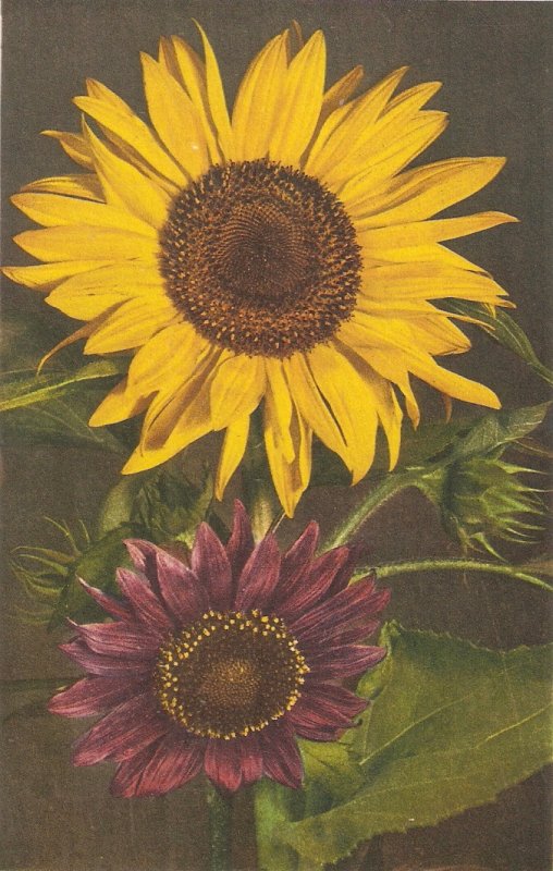 Flowers. Sunflowers Beauiful Swiss postcard 1950s