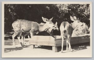 Real Photo Postcard~Deer Eating~Out Of Wood Box~RPPC 