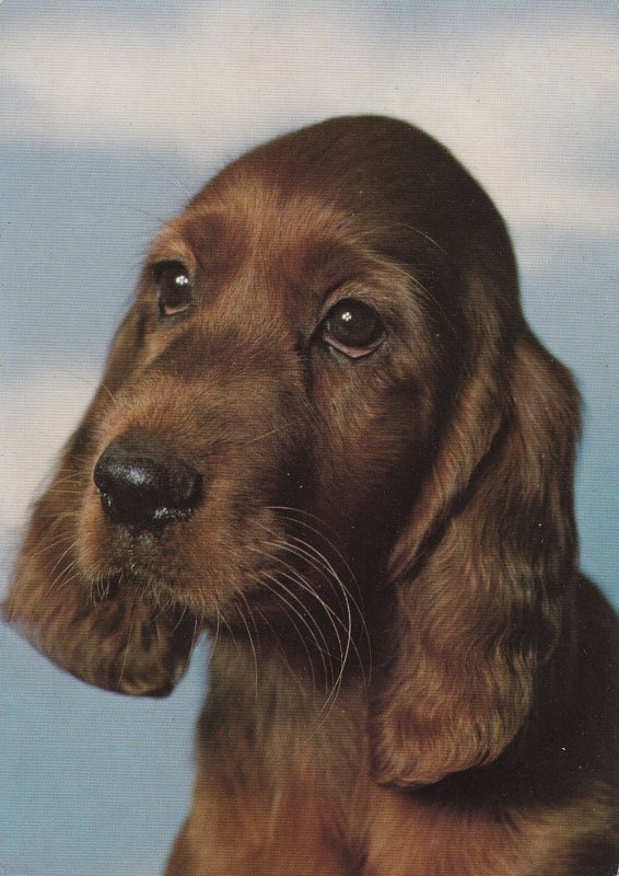 Sweden Post Card - Pet dog (16)