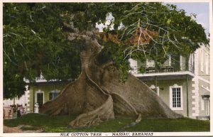 bahamas, NASSAU, Silk Cotton Tree (1930s) Postcard