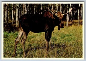 Moose, Canada, Chrome Postcard