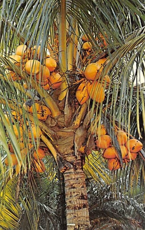 Coconut Palm Tree Florida, USA Fruit Assorted Unused 