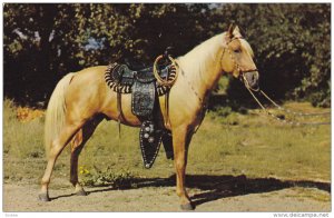 Horses ; Palomino , 50-60s
