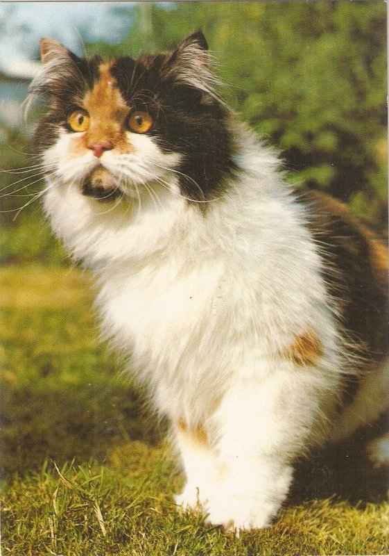 Fluffy Tortoiseshell Persian Cat Tortoiseshell Persians Print, Art