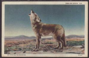Howling Coyote Postcard 