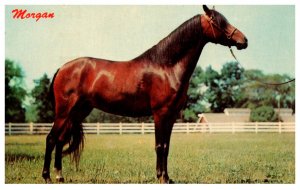 Morgan Horse