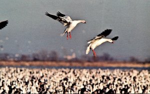 Birds Snow Geese At Desoto National Willife Refuge Missouri Valley Iowa