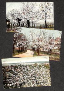 Lot of 3 vintage postcards blosom trees