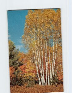Postcard Clump Of White Birch