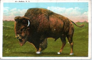 Buffalo the Animal White Border Vintage New York Postcard