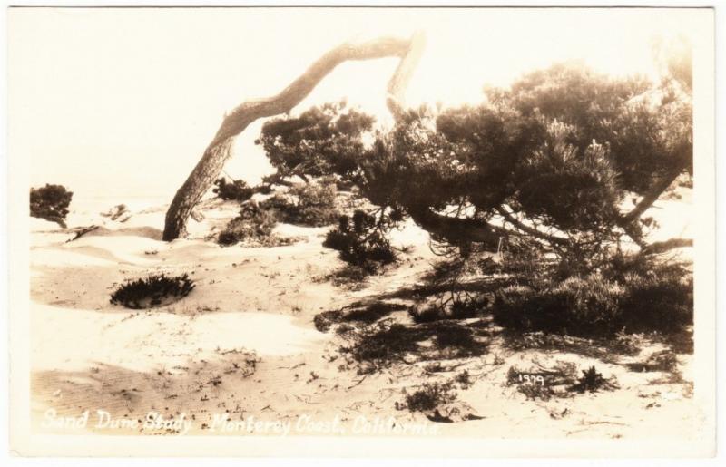 Monterey Coast CA Sand Dune Study Windblown Tree RPPC Postcard c.1930s