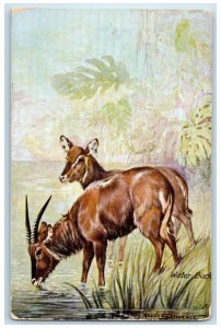 c1910 The Veldt Water Buck in South Africa Posted Oilette Tuck Art Postcard