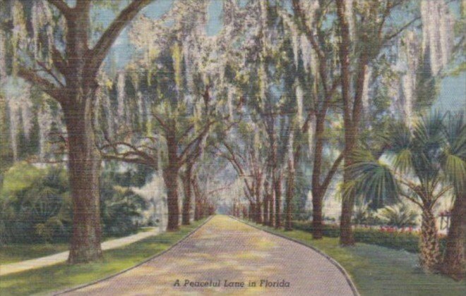 Florida Trees Moss Covered Oak Trees Curteich