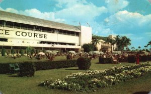 Vintage Postcard Gay Colorful Scene Gulfstream Park Track By Sea Miami Florida