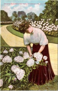 Postcard advert IL Rockford - Growing Buckbee's Hardy Hydrangeas Hills of Snow