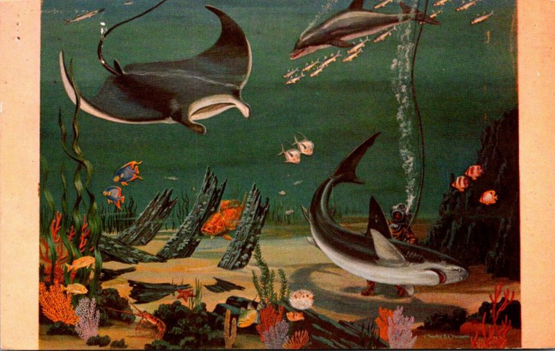 Florida Miami Seaquarium Stingray Shark & Porpoise 1960