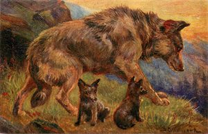 Tuck Postcard Wolf of The Rocky Mountains R Drummond S/A  Oilfacsim finish