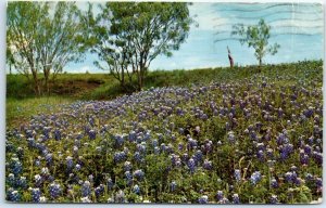 M-45445 Official Flower of The Lone Star State Texas Bluebonnet Field