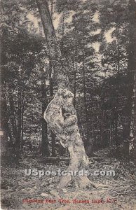 Climbing Bear Tree - Kenoza Lake, New York NY  