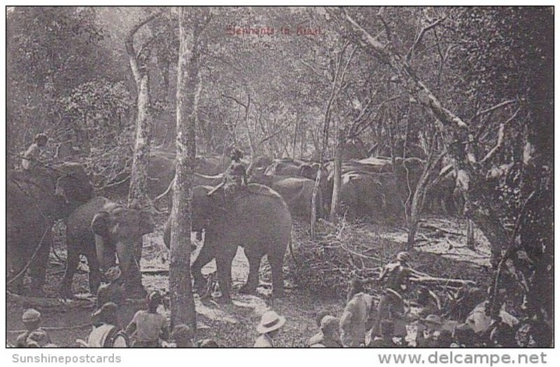 Elephants In Kraal Ceylon Sri Lanka