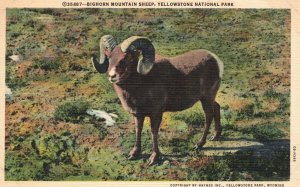 Vintage Postcard 1930's Bighorn Mountain Sheep Yellowstone National Park Wyoming