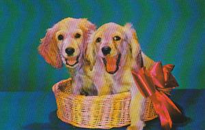 Dogs Cute Pair Of Blond Cocker Spaniels