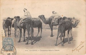 Lot131 africa algeria camels in the desert algeria types folklore