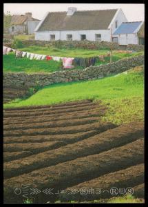 Lazy Beds - The traditional way of growing potatoes