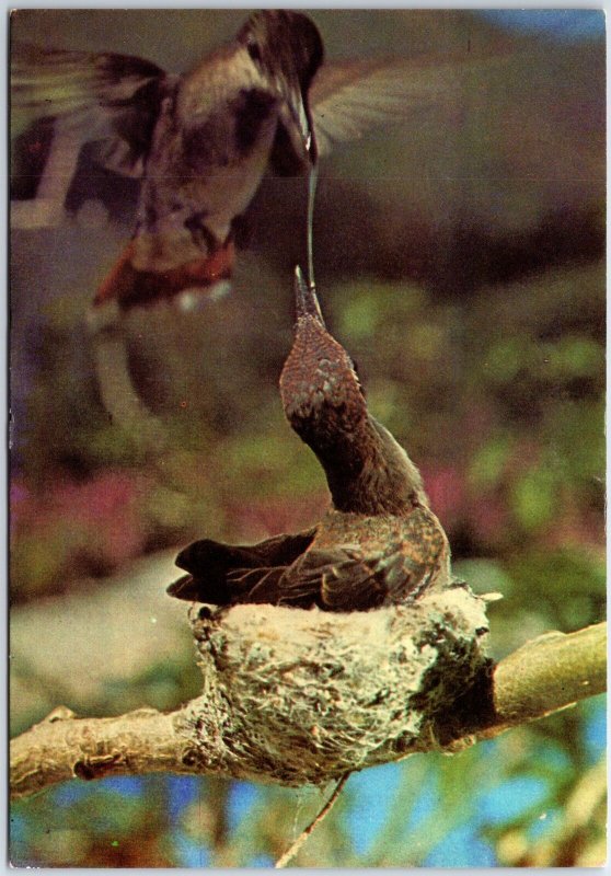 VINTAGE CONTINENTAL SIZED POSTCARD NESTED BIRDS TRINIDAD & TOBAGO LOADED STAMPS 