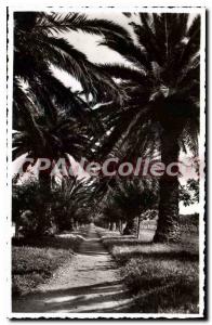 Postcard Old Cavalaire Sur Mer A Allee Pardigon